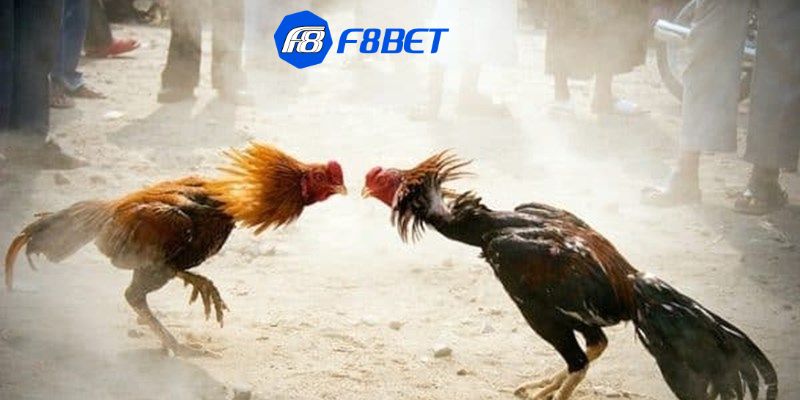 Các hình thức xem đá gà online hiện nay bạn nên trải nghiệm