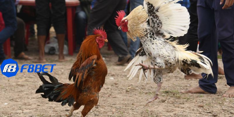 Đánh giá những ưu điểm nổi bật khi xem đá gà online