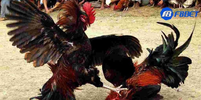 gà đá đòn độc Khám phá gà đá đòn độc: Đặc điểm và chiến lược