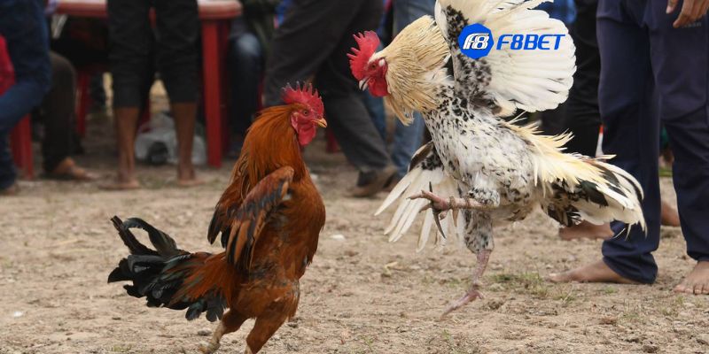 gà đá đòn độc Cách phân biệt gà đá đòn độc với các loại gà đá khác