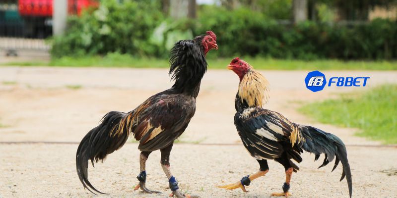 gà đá đòn độc Kỹ thuật chiến đấu và huấn luyện gà đá đòn độc