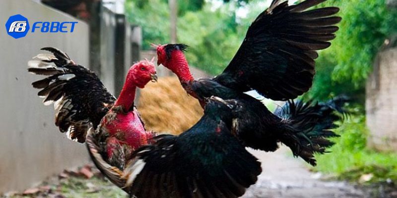 gà đá đòn độc