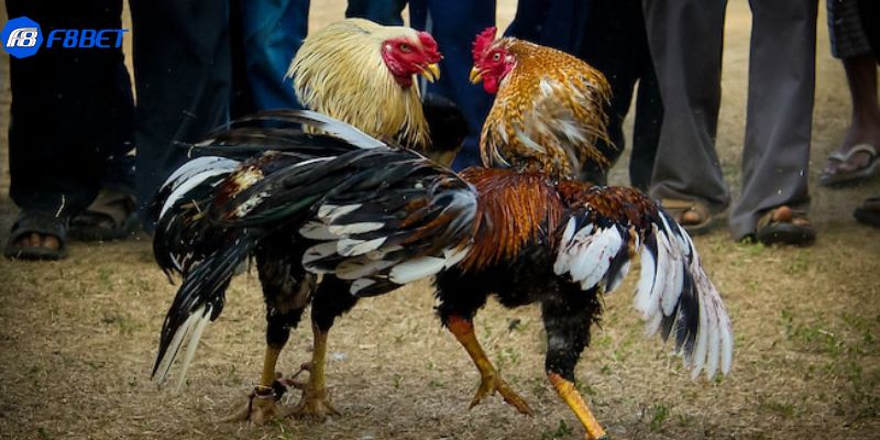 luật chơi đá gà Các quy định cá cược đá gà tại nhà cái: hiểu rõ luật chơi đá gà