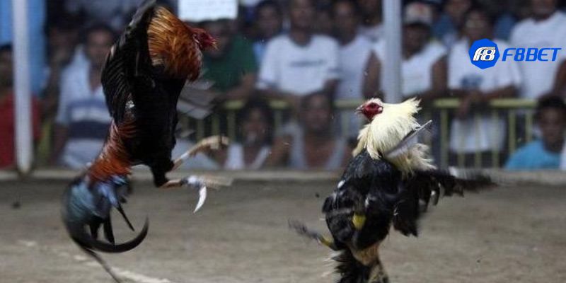 luật chơi đá gà Luật chơi đá gà online cơ bản mà bạn cần biết