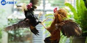 luật chơi đá gà