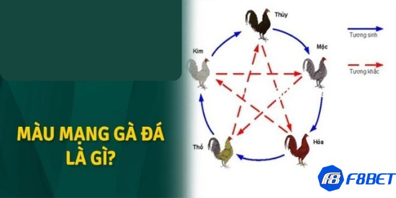 màu mạng gà đá theo ngày Cách phân biệt màu mạng gà đá trong phong thủy