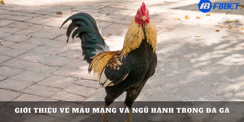 màu mạng gà đá theo ngày Tổng hợp các cách xem màu mạng gà đá theo ngày hiệu quả