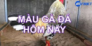 màu mạng gà đá theo ngày