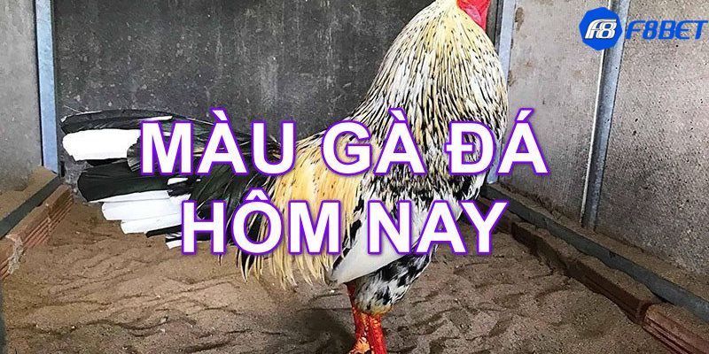 màu mạng gà đá theo ngày