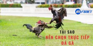 trực tiếp đá gà c3 hôm nay