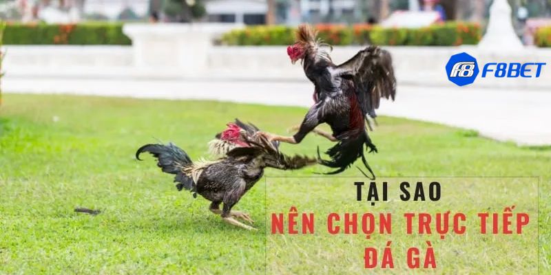 trực tiếp đá gà c3 hôm nay