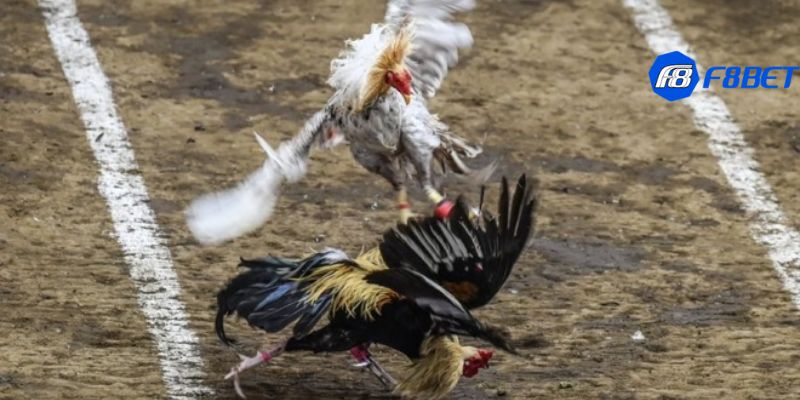 trực tiếp đá gà Philippines Khám phá trực tiếp đá gà Philippines kịch tính, hấp dẫn