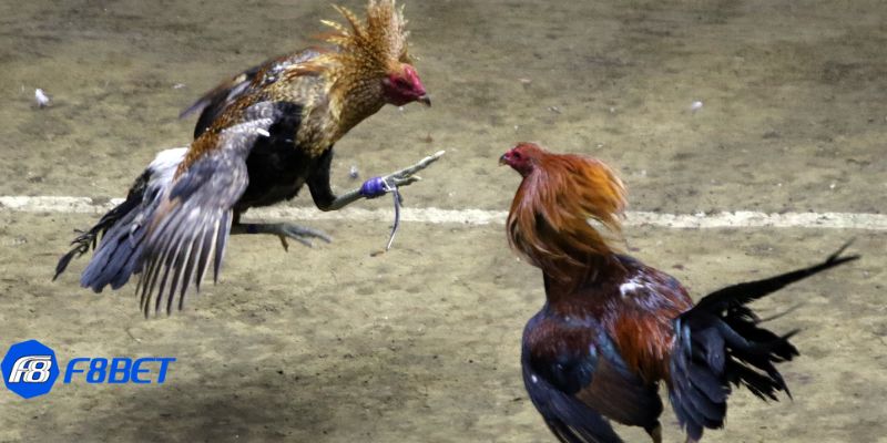 trực tiếp đá gà Philippines Một số hình thức trực tiếp đá gà philippines phổ biến hiện nay