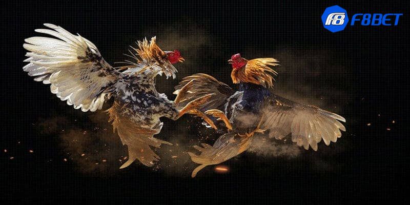 trực tiếp đá gà Philippines Kinh nghiệm vàng khi tham gia trực tiếp đá gà Philippines