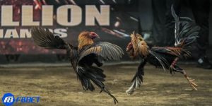 trực tiếp đá gà Philippines